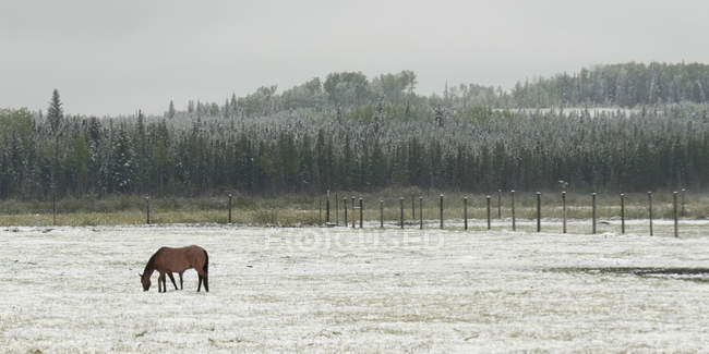 Horse Grazing On Field — Stock Photo