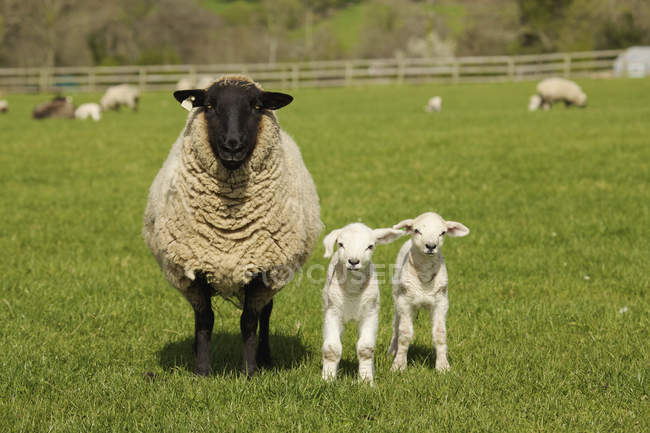 Lamm mit zwei Schafen — Stockfoto