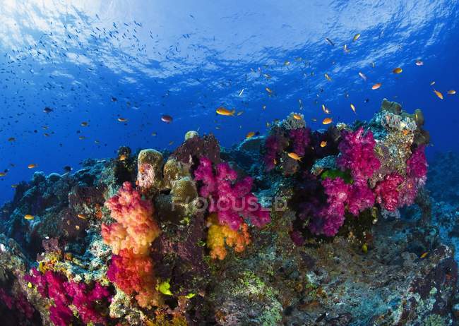 Кораллы на мелководном рифе — стоковое фото