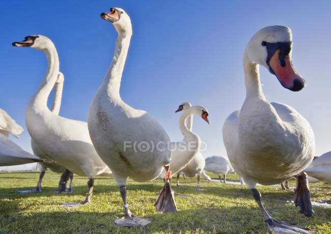 Cisnes en el campo con hierba - foto de stock