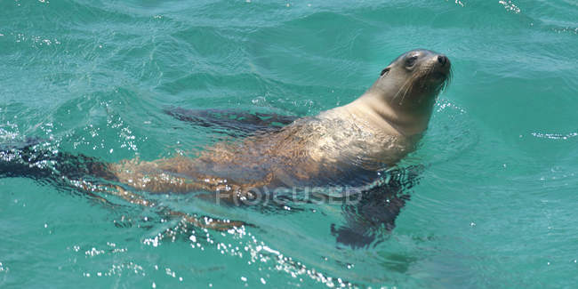 Galapagos Phoque à fourrure — Photo de stock