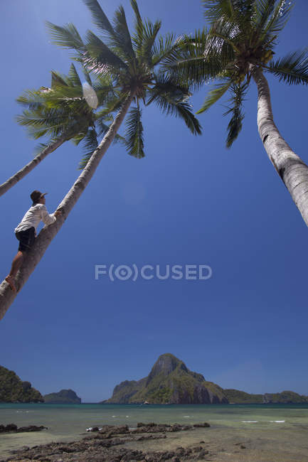 Людина піднімається кокосове пальмове дерево — стокове фото
