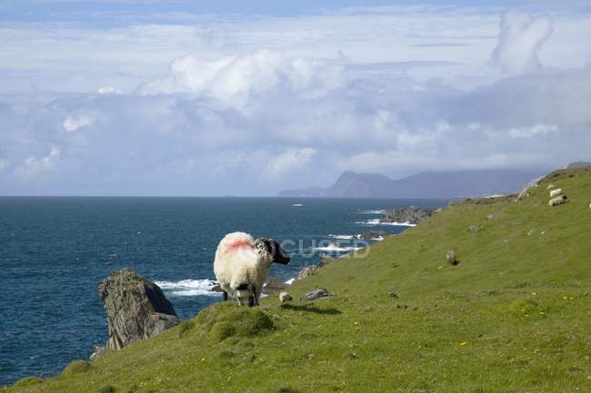 Овцы с красной меткой — стоковое фото