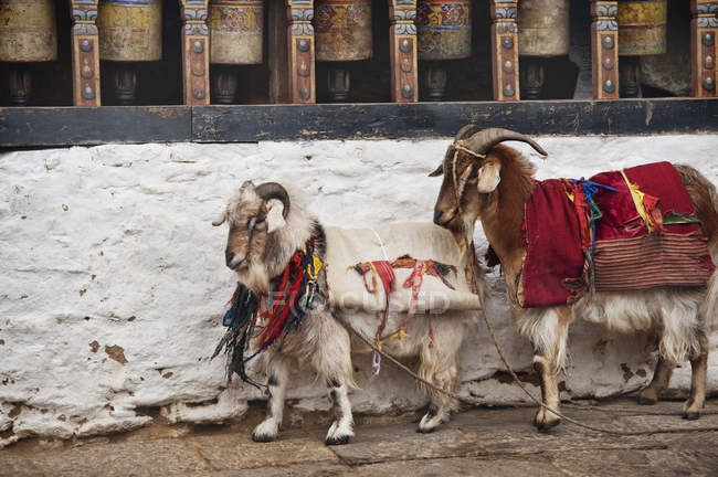 Deux chèvres enveloppées dans des couvertures — Photo de stock