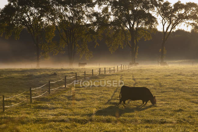 Kuh weidet auf Feld i — Stockfoto