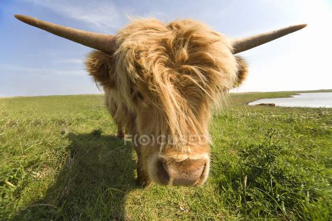 Vaca das Terras Altas em pé na grama — Fotografia de Stock