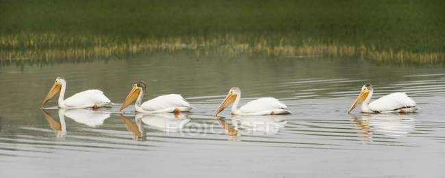 Pelicans bianchi americani — Foto stock