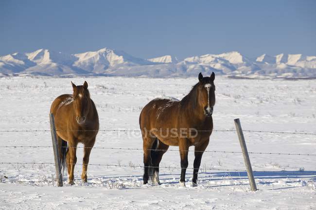 Dos caballos en el campo cubierto de nieve - foto de stock