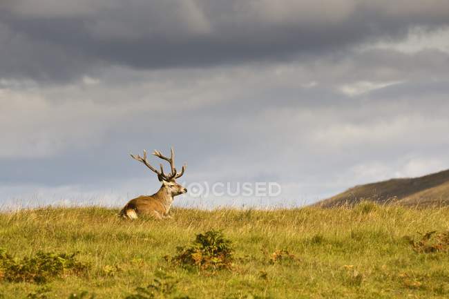 Elk Buck Resting — Stock Photo