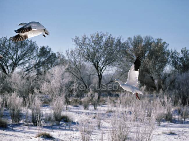 Gansos da neve a voar — Fotografia de Stock