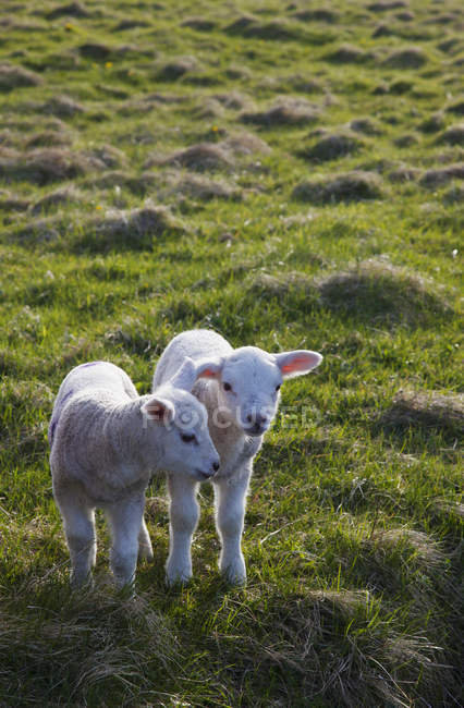 Deux agneaux côte à côte — Photo de stock