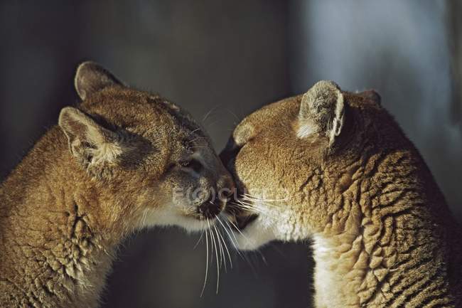 Cub Nuzzles Mother Face — Stock Photo