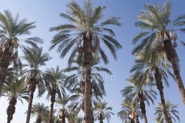 Date Trees With Covered Sacks — Stock Photo