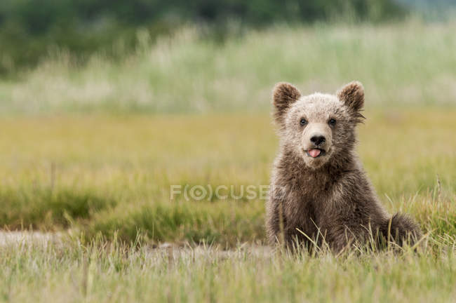 Бурый медвежонок гризли — стоковое фото