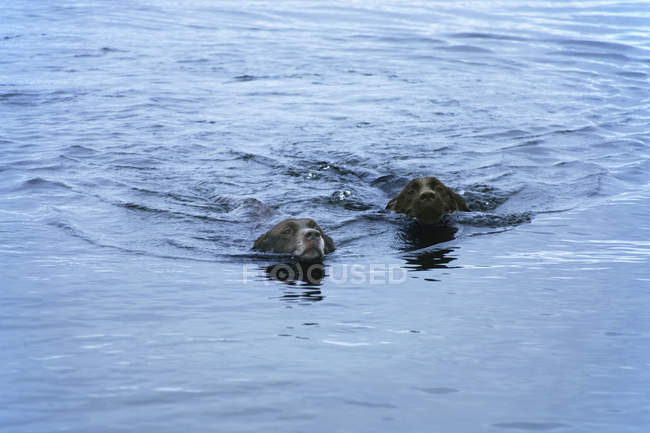 Deux chiens nageant dans le lac — Photo de stock