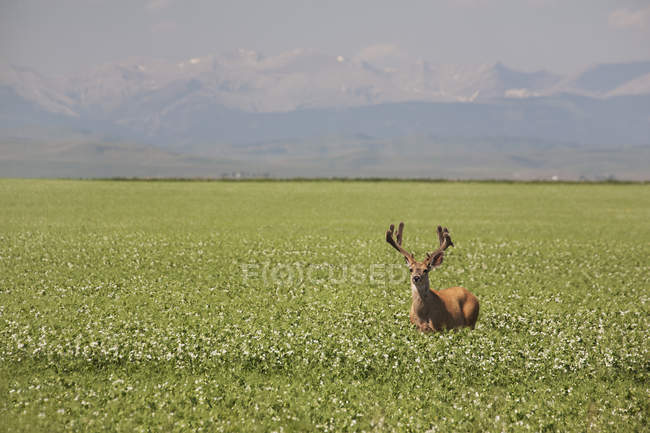 Male Deer With Antlers — Stock Photo