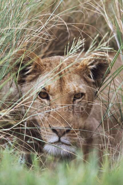 Löwin blickt durchs Gras — Stockfoto