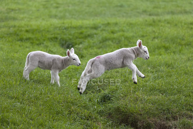 Dos corderos en el campo verde - foto de stock