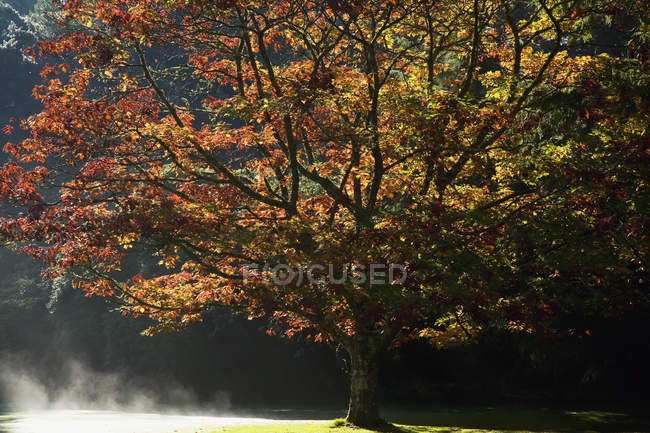 Кольору осені у Muckross сади — стокове фото