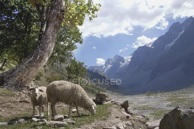 Pecore al pascolo in montagna — Foto stock