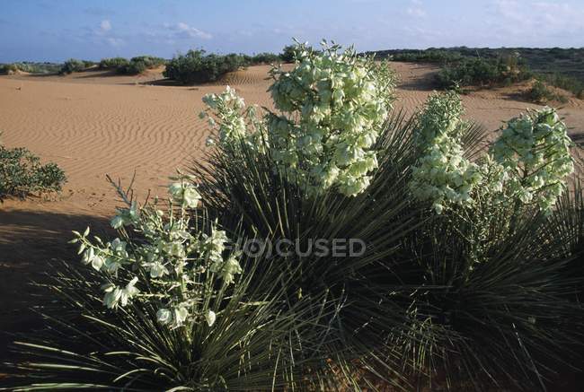 Растения с цветами на дюнах — стоковое фото