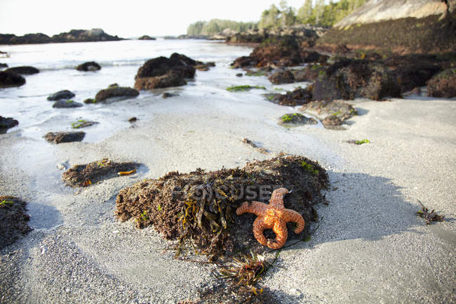 Orange Starfish Sits expostos — Fotografia de Stock