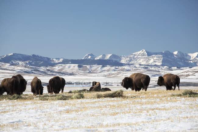 American Bisons standing on snowy ground — Stock Photo