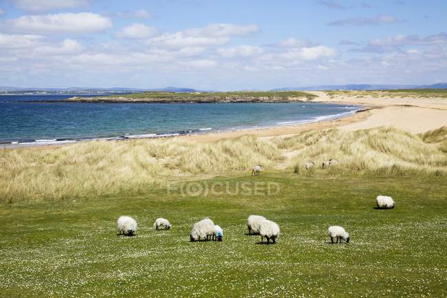Pecore al pascolo in campo — Foto stock