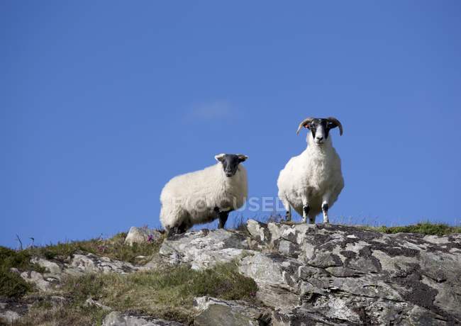Два гірських кіз — стокове фото