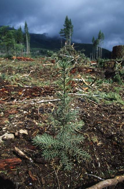 Conifer Seedling Planted In Forest — Stock Photo
