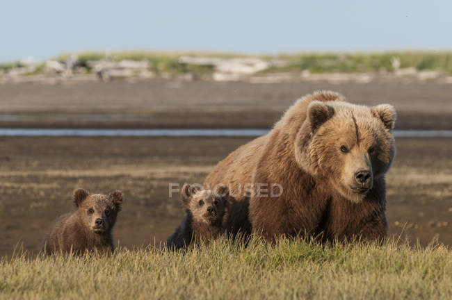 Brown Grizzly Bear — Stock Photo
