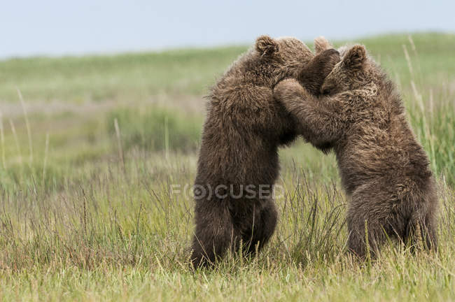 Deux oursons grizzlis bruns — Photo de stock