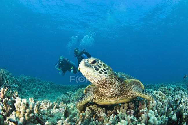 Mergulhadores e tartaruga — Fotografia de Stock