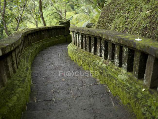 Stone Path in moss — Stock Photo