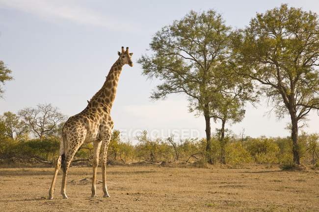 Jirafa (Giraffa camelopardalis - foto de stock