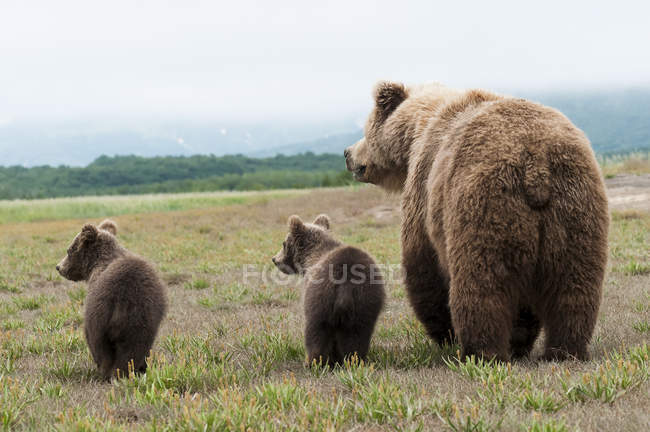 Brauner Grizzlybär — Stockfoto