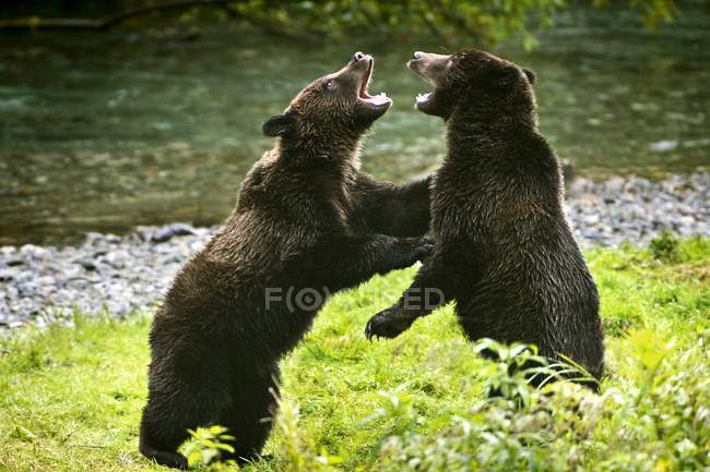 Due orsi grizzly — Foto stock