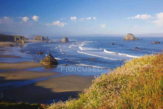 Flores silvestres y formaciones rocosas a lo largo de la costa - foto de stock