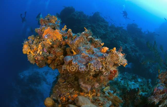 Coralli e spugne sulla scogliera — Foto stock