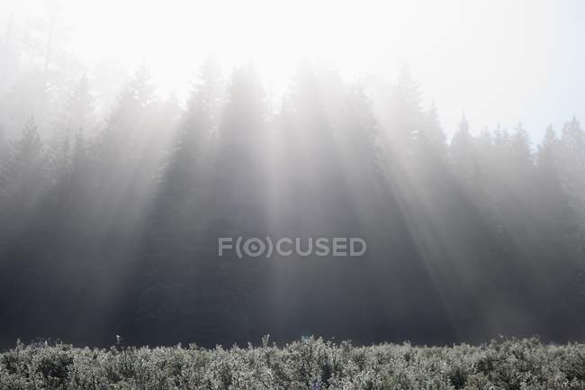 Sunbeams Formed In Fog Over Mountain — Stock Photo