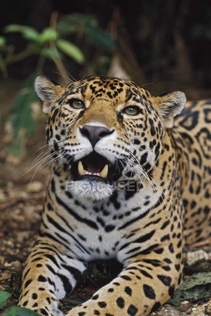 Jaguar laying on ground — Stock Photo