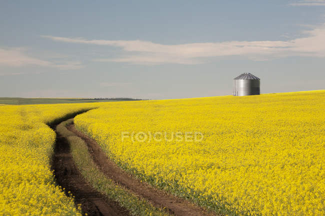 Canola fiorita con bidoni di grano — Foto stock