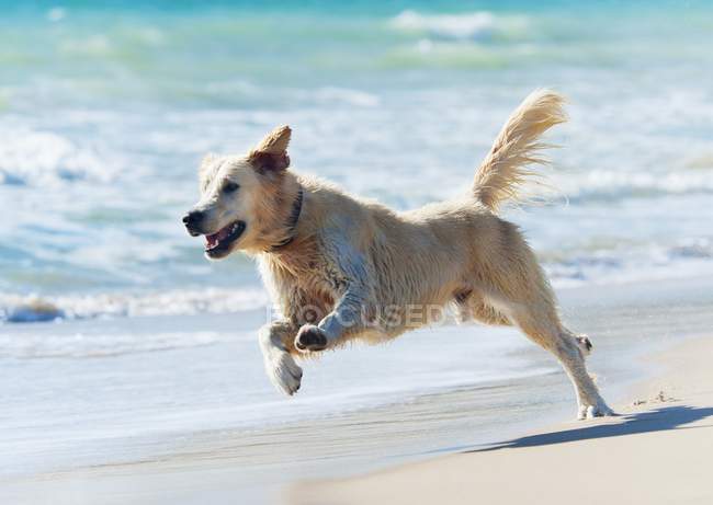 Cane che corre giù dalla spiaggia — Foto stock