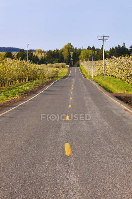 Une route avec des vergers des deux côtés — Photo de stock