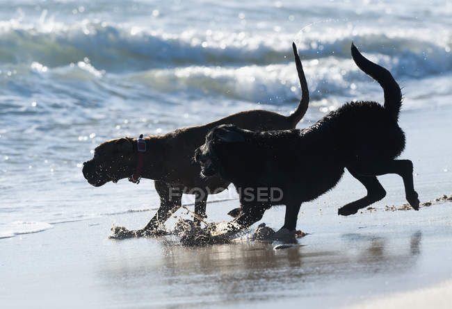 Two Dogs Playing — Stock Photo