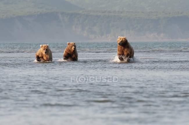 Tre orsi grizzly marroni — Foto stock