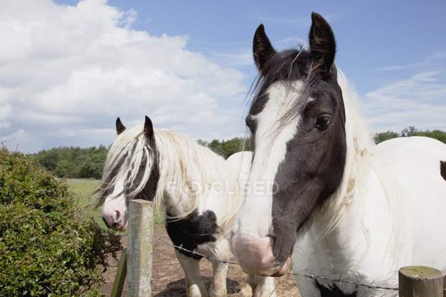 Cavalli che guardano oltre recinzione — Foto stock