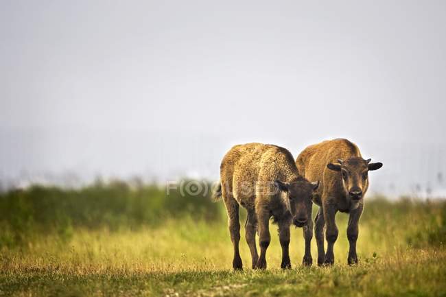 Vitelli Bison in piedi su erba verde — Foto stock