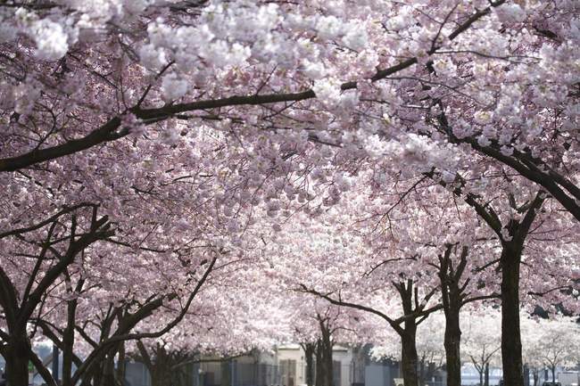Flores cor-de-rosa nas árvores — Fotografia de Stock