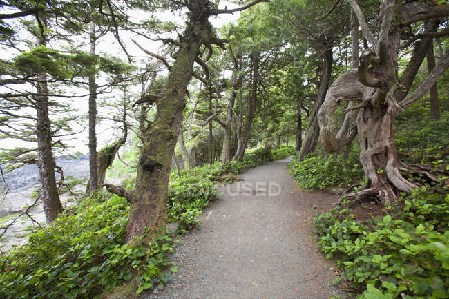 Sentiero selvaggio del Pacifico — Foto stock